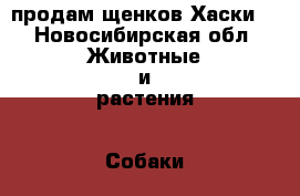 продам щенков Хаски  - Новосибирская обл. Животные и растения » Собаки   